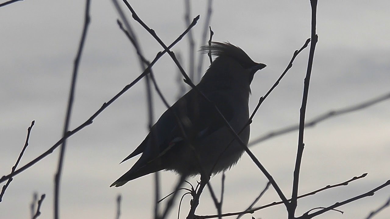 Свиристели прилетели и всю яблоньку объяли - YouTube