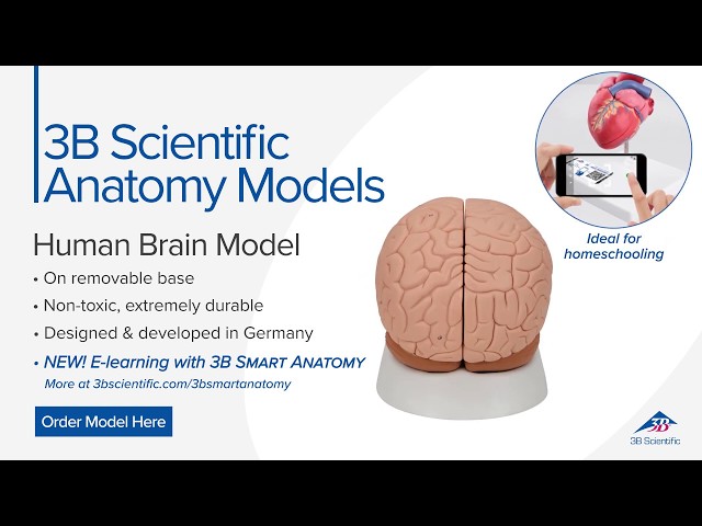 Human Brain Model, 2 part - 3B Smart Anatomy