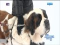 Les animaux de la 8 - Les saint bernard du Val du Morakopf