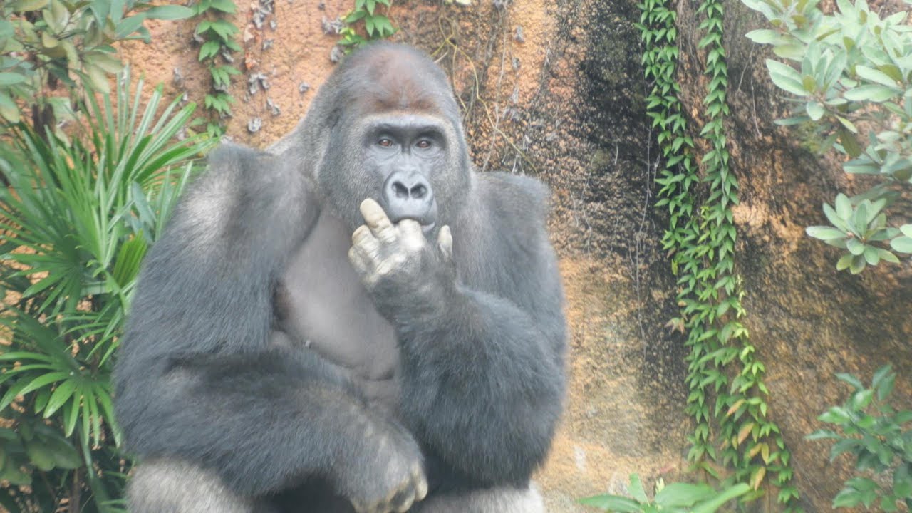 All the children are as innocent as Momoko. Ueno Zoo Gorilla