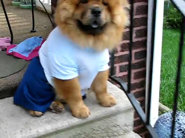 chow chow clothes