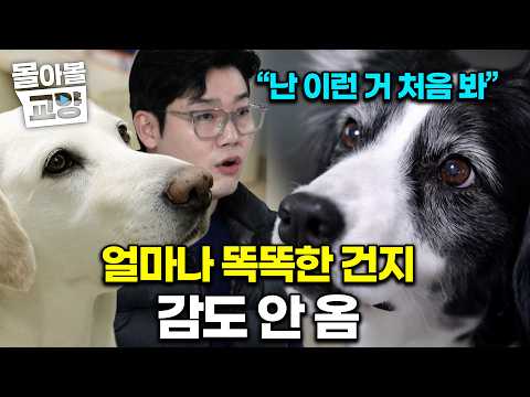 "They’re like humans in dog suits": Teacher Seol is left speechless after meeting two genius dogs...