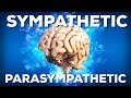 Autonomic nervous system sympathetic and parasympathetic stepbystep guide