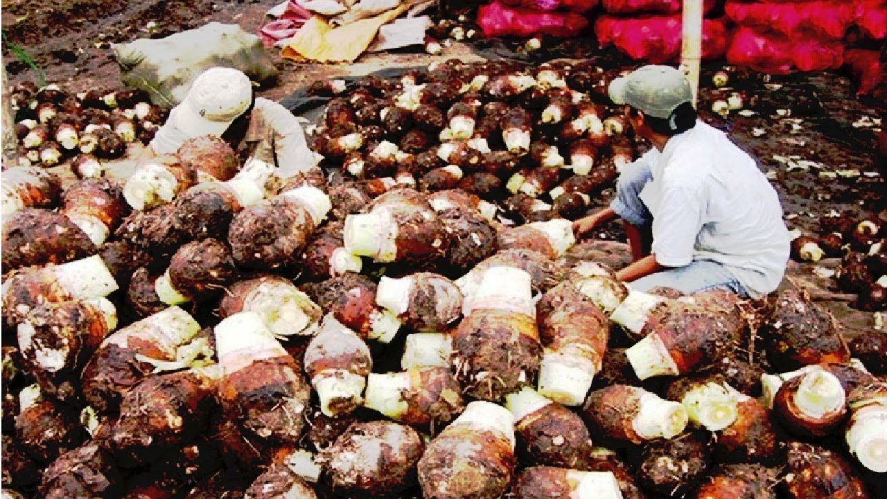 Japan Taro Farming and Harvesting Awesome Japan Agriculture