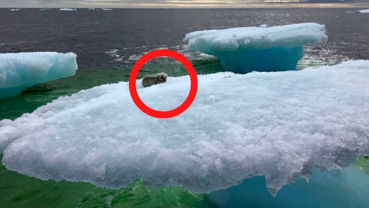 Fishermen Think They Found A Seal On A Floating Iceberg Until They Got ...