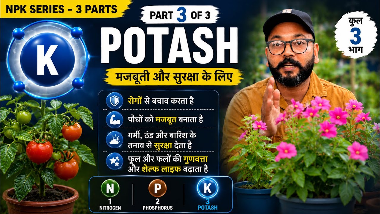 Potash (K) क्या है? पौधों की सुरक्षा कवच | NPK Series Part 3