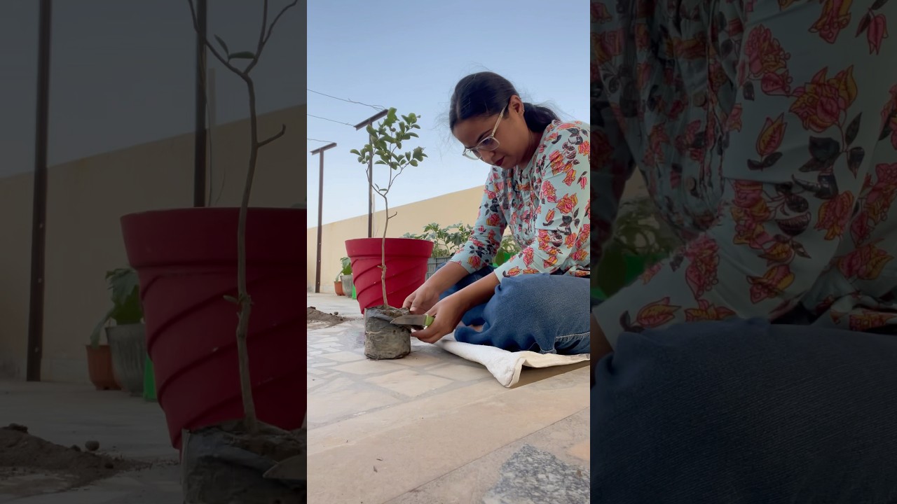 Can’t wait to grow this *beautiful plant* from cutting 🪴🧑🌾🤣#shorts #short #terracegarden