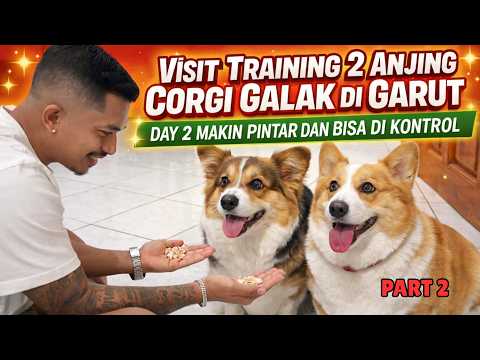 DAY 2 VISIT TRAINING  ANJING CORGI GALAK DI GARUT‼️ MAKIN PINTAR‼️