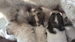 Week 5: Great Pyrenees lactating screenshot 4
