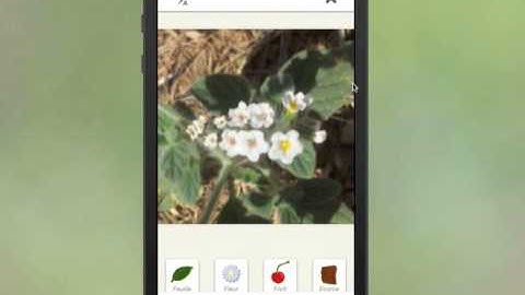 Demo Pl@ntNet Identiplante Heliotropium Europaeum