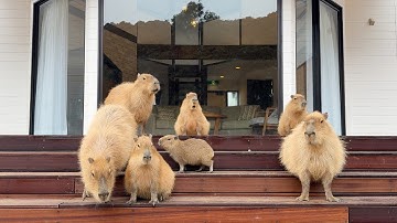 Những bé capybara!? Lưu trú tại khách sạn nghỉ dưỡng capybara ở Nhật Bản! | Izu Animal Villa