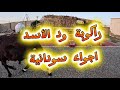 راكوبة ود الأسد اجواء سودانية في الجموم