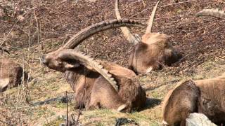 Maslana, tra stambecchi e camosci  Uno spettacolo della natura