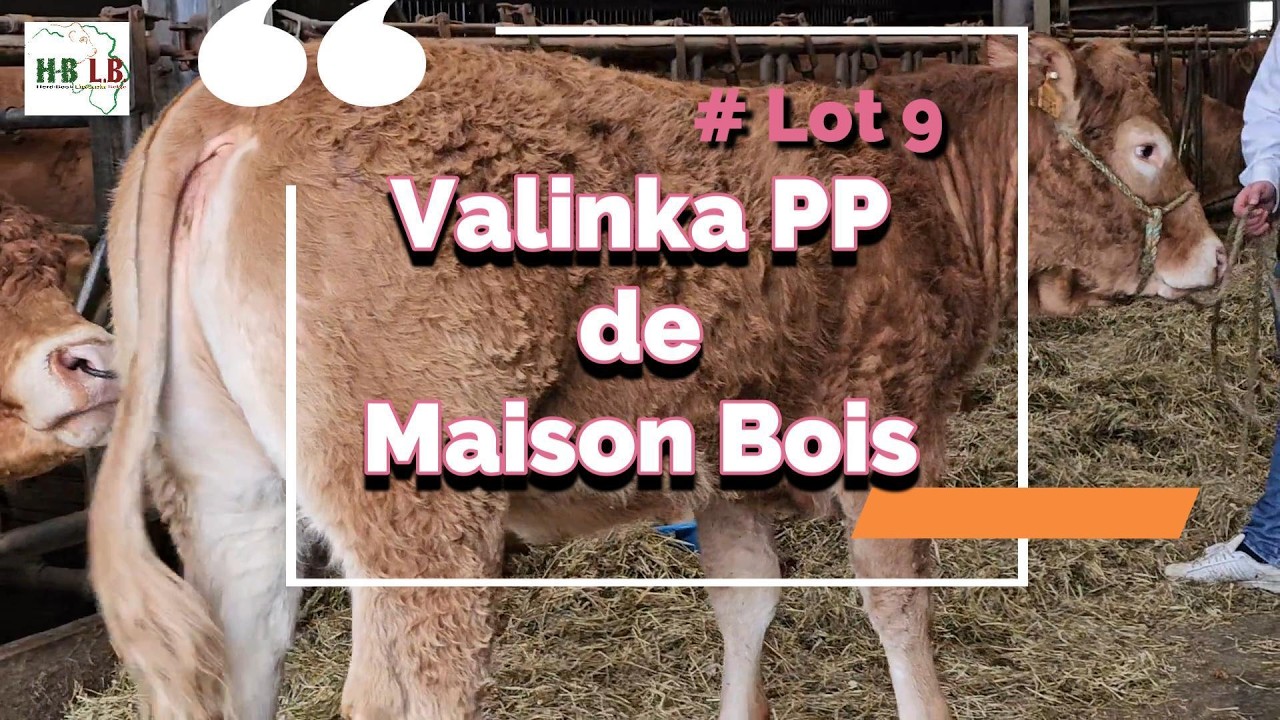 7ème Vente d'animaux reproducteurs belges : Lot 9 Valinka PP de Maison Bois