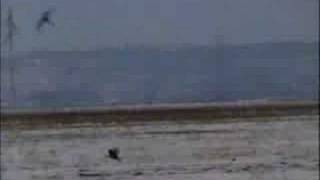 Goshawk Catches a Pheasant