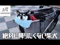 【SKISOPGO】　初めてのペットカートが快適過ぎて、降りようとしない柴犬が面白過ぎた（№292）