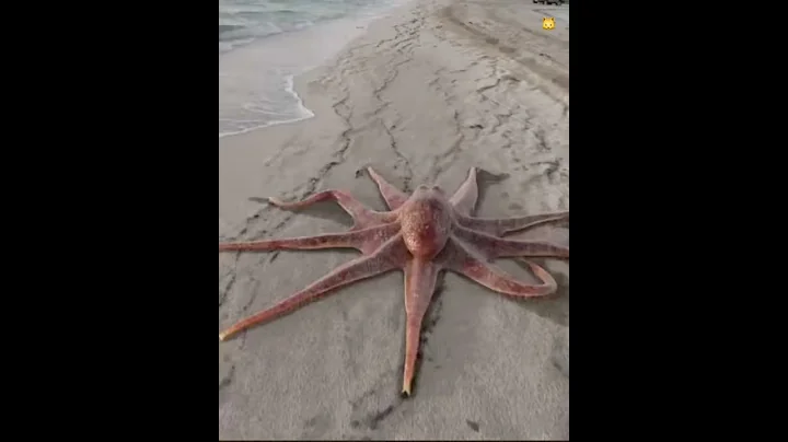 Big Octopus Walking on the Beach