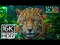 Just Wow 16K HDR Video ULTRA HD 240fps | Dolby Vision (8K/4K TV DEMO)
