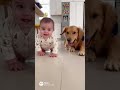 赤ちゃんと犬やかわいい動物たちの動画　　#funny #Retriever #baby #husky #Samoyed #Shiba Inu　#baby #cute