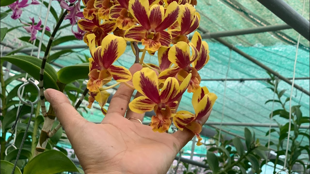 Vườn Lan Vĩnh Kim mang đến nhiều mẫu thiết kế đũ loại cho anh chị chơi tết ☎️0903177978
