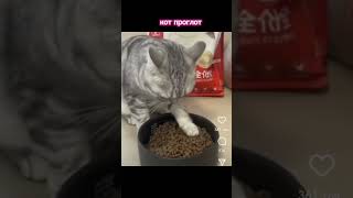 #cat #spring #мем #видео #кот #котики #котик #shortvideo #eating #юмор #shots #shorts #short #video