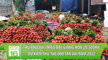 Thủ phủ vải thiều Bắc Giang hơn 28.300ha dự kiến thu 160.000 tấn vải năm 2022 | VTC16
