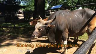 Banteng Jawa atau Tembadau (Bos javanicus)