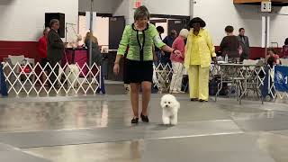 20230818 Bichon Frise Judging Cumberland, MD