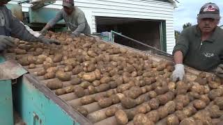 Fall Potato Storage at Thompson Potato Farm (2017)