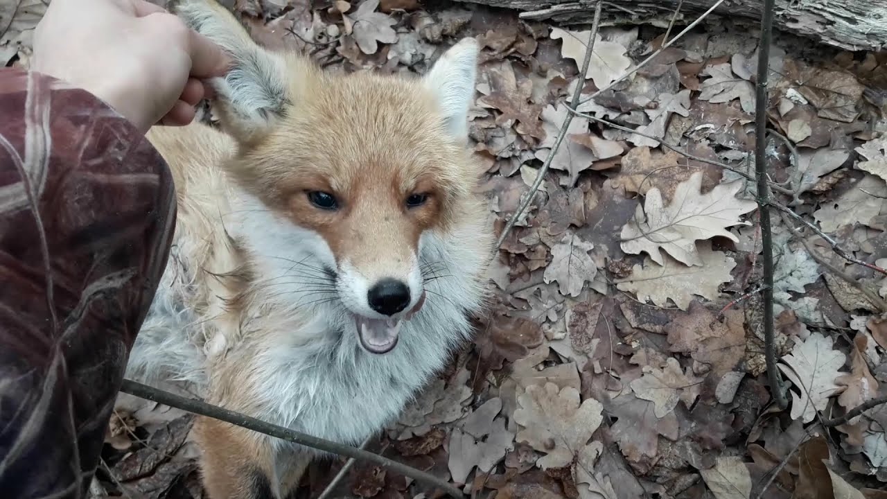 Лисья гончая лиса. Взяли Лис. Сокол берет лису видео. Видео охота лис