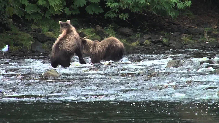 Bears Fishing for Salmon on the Alaskan Coast