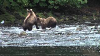 Bears Fishing For Salmon On The Alaskan Coast