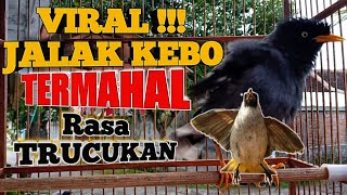 VIRAL !!! JALAK KEBO TERMAHAL RASA TRUCUKAN || Jalak Kebo Gacor Full Isian