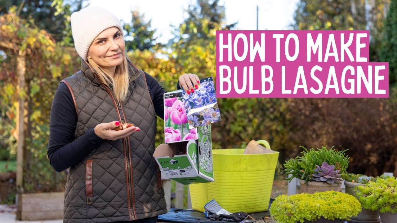 Посадка тюльпанов и крокусов в горшки: как сделать лазанью из луковиц