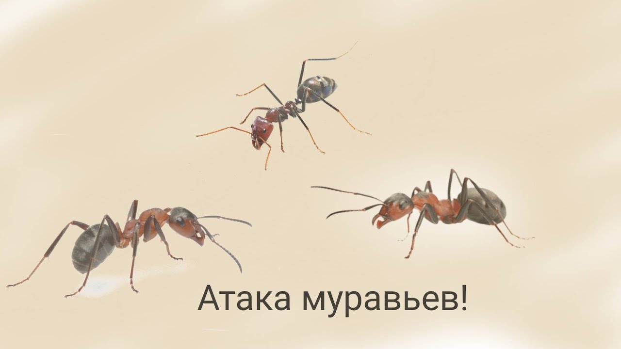 Карта лета муравьев