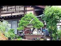吉祥園 名古屋の名門 [盆栽園探訪 4K]