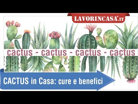 Cactus: come coltivarli in vaso dentro casa