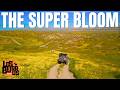 Carrizo Plain Super Bloom | I Finally Timed It Right