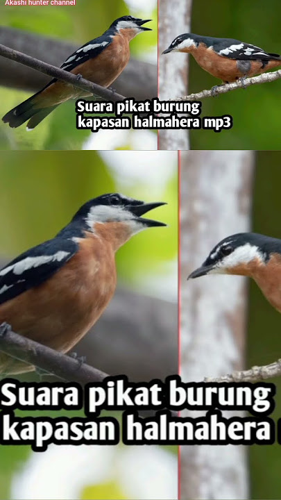 suara pikat burung kapasan halmahera mp3