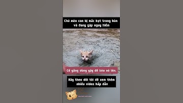 Cuộc giải cứu mèo con khỏi bùn lầy - Pet Corner