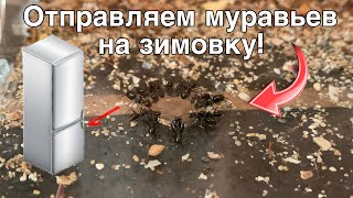 Отправил всех моих муравьев на зимовку! Холода пришли! #муравиная #муравьи #inshot