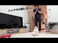 風呂上がりの飼い主がパック姿で出てきた時のポメラニアンの反応が可愛い。笑