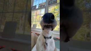 Happy October 1st! #wakeup #firstofthemonth #meme #wtf #funny #dogshorts