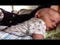 Scary Cat Saves Baby From This  Babysitter
