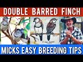 Backyard Owl Finch Colony: Mick shows you how!