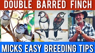Backyard Owl Finch Colony: Mick shows you how!