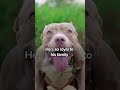 Heroic Pitbull Journeys 2,000 Miles To Attack Owner