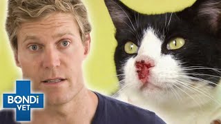 Rare Skin Cancer Attacks and Eats Up Cat's Nose 🥺 | Bondi Vet Clips | Bondi Vet