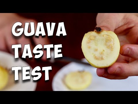 GUAVA TASTE TEST