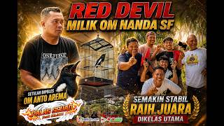 KACER RED DEVIL BESUTAN OM ANTO AREMA❗AGRESIVE, MASIH AMAN JUARA 1 KELAS UTAMA❗PALAS SQUAD ft SEJATI
